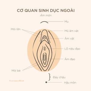 Cơ quan sinh dục nữ và những điều giới trẻ cần biết